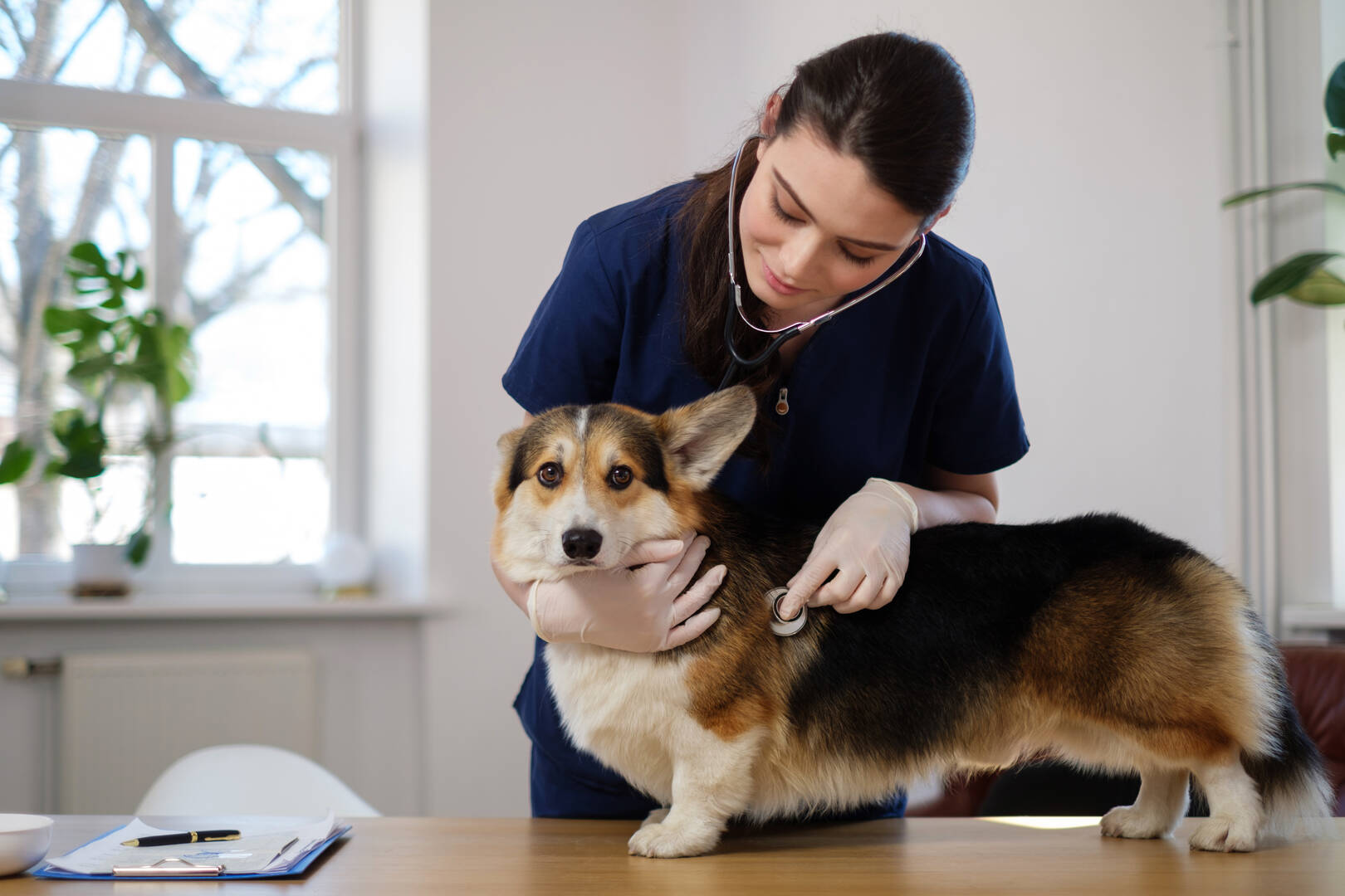 Murrells Inlet Veterinary Hospital