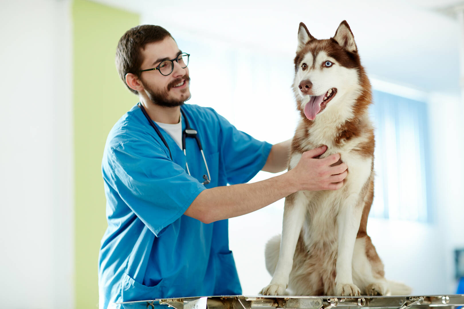 Great Southern Animal Hospital