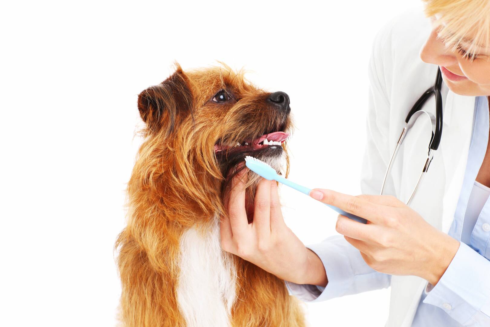 West Charleston Animal Hospital