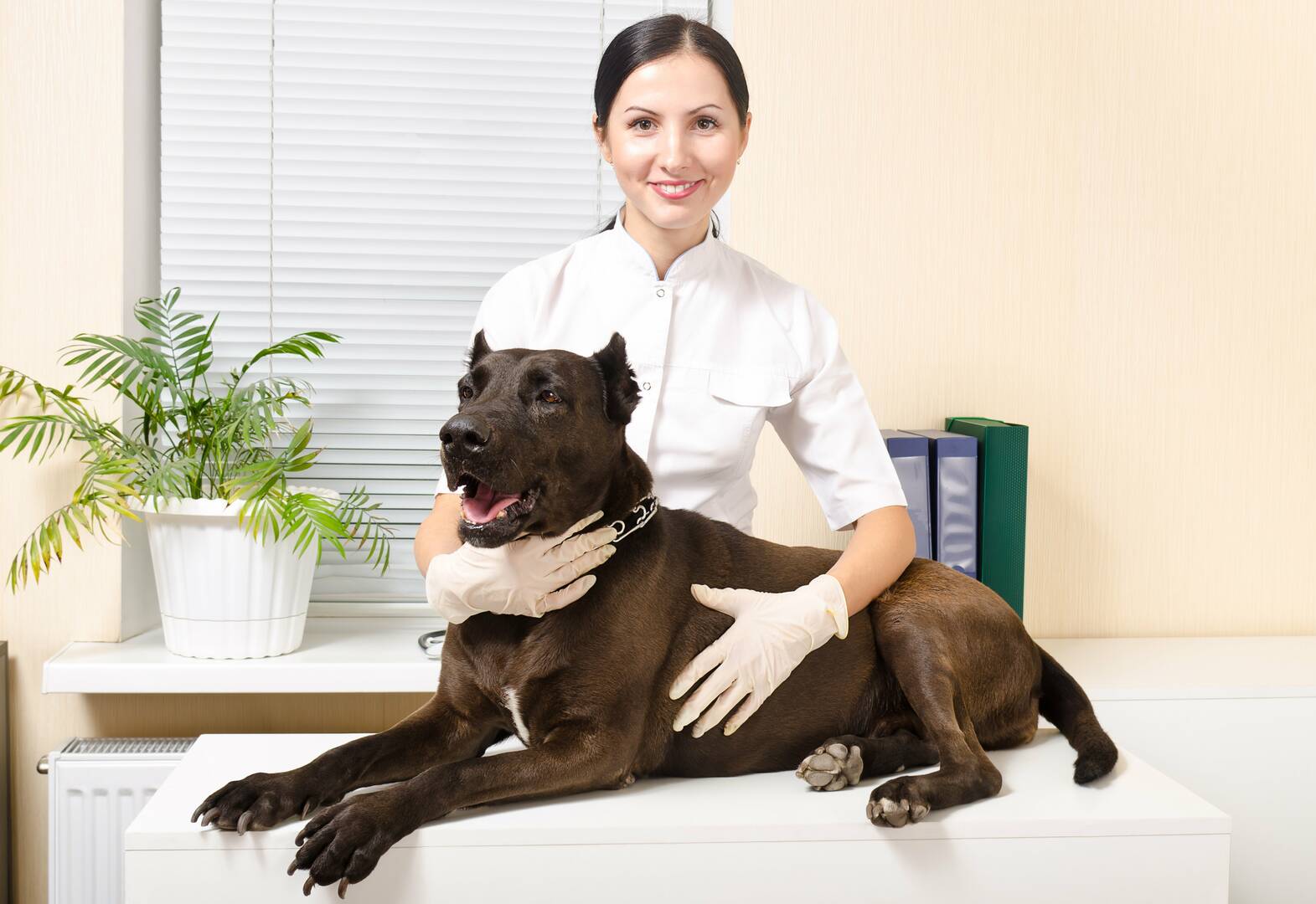 Million Dollar Dog, Inc.